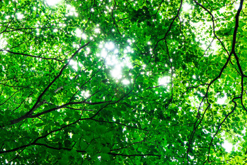 Fototapeta na wymiar 森のイメージ　鮮やかな緑の葉と小さい木漏れ日