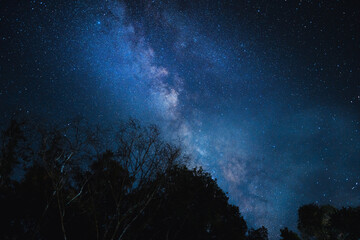 Night scene milky way background,Trees Against Sky At Night