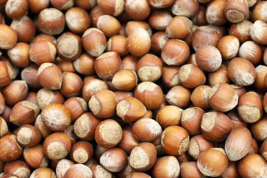 Hazelnuts heap for background. Dry filbert nuts in shells on a market