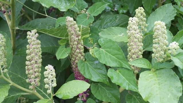 Phytolacca esculenta in the garden