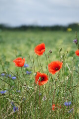Poppy field