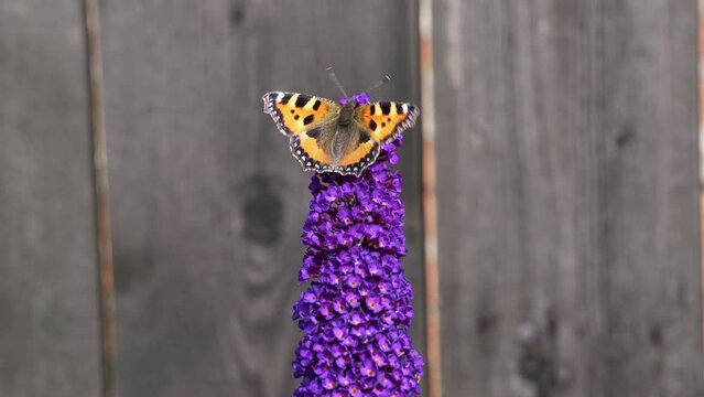Orange Tortoiseshell butterfly (Aglais urticae) feeding on Buddleia flower also known as Butterfly bush, summer lilac.