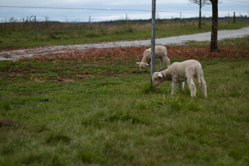Fototapeta premium sheep in the meadow