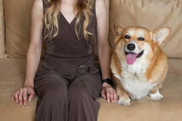 Cute pembroke welsh corgi dog sticking its tongue out sitting on couch with its owner