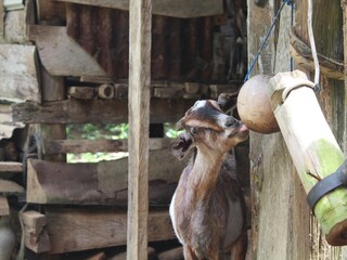 animals farm