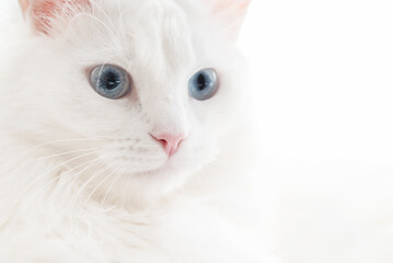 Portrait of white fluffy cat with blue eyes - Powered by Adobe