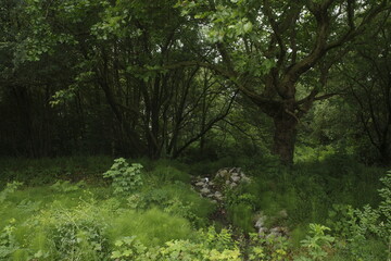 Vegetation in the forest