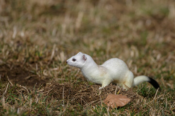 Hermelin (Mustela erminea)