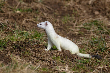 Hermelin (Mustela erminea)