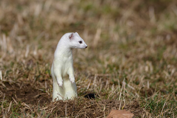 Hermelin (Mustela erminea)