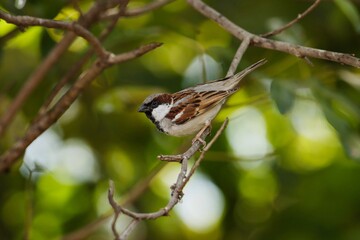 House sparrow bird sitting on tree branch and green abstract bokeh background. Beautiful nature wallpaper. Bird sitting on branch and blur background.