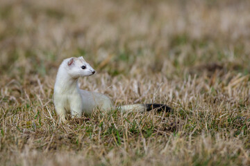 Hermelin (Mustela erminea)