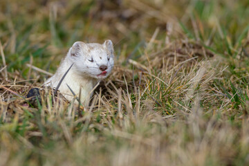 Hermelin (Mustela erminea)