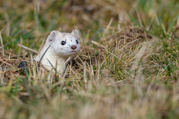 Hermelin (Mustela erminea)