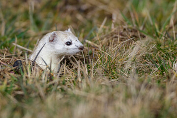 Hermelin (Mustela erminea)