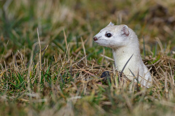 Hermelin (Mustela erminea)