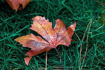 yellowed leaf on green grass