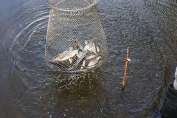 Metal mesh cage for fish is installed in the river water near the shore.