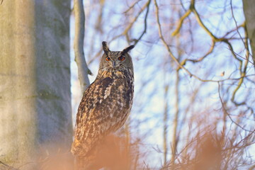 portrait of a eagle owl in the nature. Bubo bubo. Beautiful eagle owl sitting on the branch. Wildlife scene from nature.