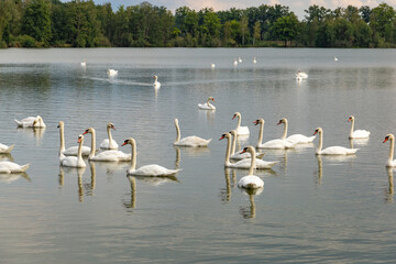 Large flock of graceful white swans swims in the lake.