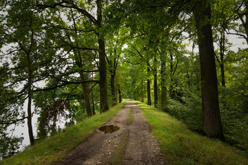 Fototapeta premium Forest path road in summer, Czech Republic