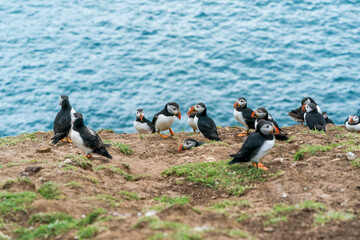 Fototapeta premium Atlantic puffins (Fratercula arctica) on Skomer Island, Wales