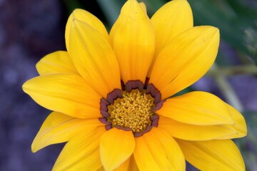 close up of yellow flower