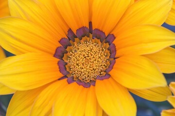 close up of yellow flower