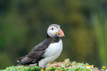 Atlantic puffin (Fratercula arctica) on Skomer Island, Wales