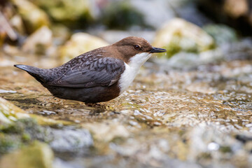 Wasseramsel (Cinclus cinclus)