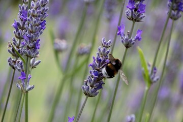 lavender flowers in the garden