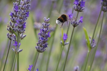 lavender flowers in the garden