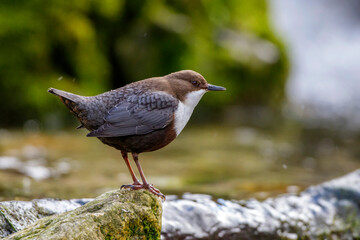 Wasseramsel (Cinclus cinclus)