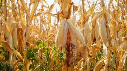 Outdoor kussens maize. maize crop affected by drought. drought in agriculture. © samy