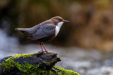 Wasseramsel (Cinclus cinclus)