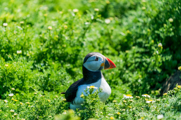 Atlantic puffin (Fratercula arctica) on Skomer Island, Wales