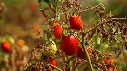 cherry tomatoes. cherry tomatoes crop affected by drought. drought in agriculture.