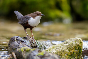 Wasseramsel (Cinclus cinclus)