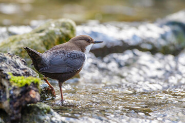 Wasseramsel (Cinclus cinclus)