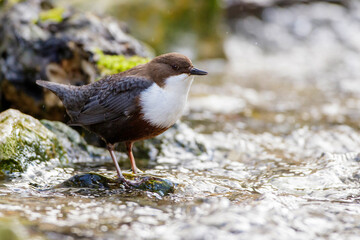 Wasseramsel (Cinclus cinclus)