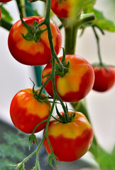 A bunch of tomatoes on a garden bed on a summer day