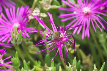 purple flowers in the garden