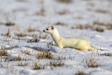 Hermelin (Mustela erminea)