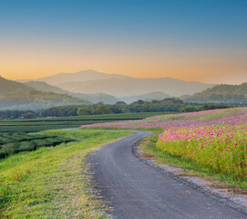 Road in beautiful flower fields with mountain on background at sunset