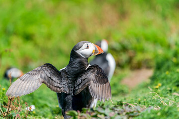 Atlantic puffin (Fratercula arctica) on Skomer Island, Wales