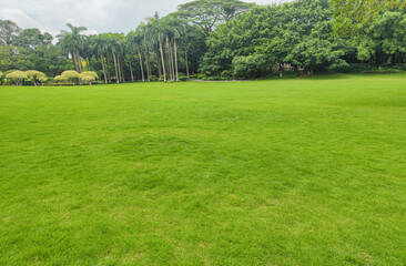 Green lawn outdoors on sunny day