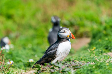 Atlantic puffin (Fratercula arctica) on Skomer Island, Wales