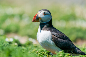 Atlantic puffin (Fratercula arctica) on Skomer Island, Wales