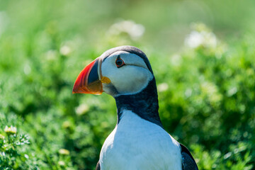 Atlantic puffin (Fratercula arctica) on Skomer Island, Wales