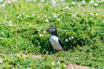 Atlantic puffin (Fratercula arctica) on Skomer Island, Wales